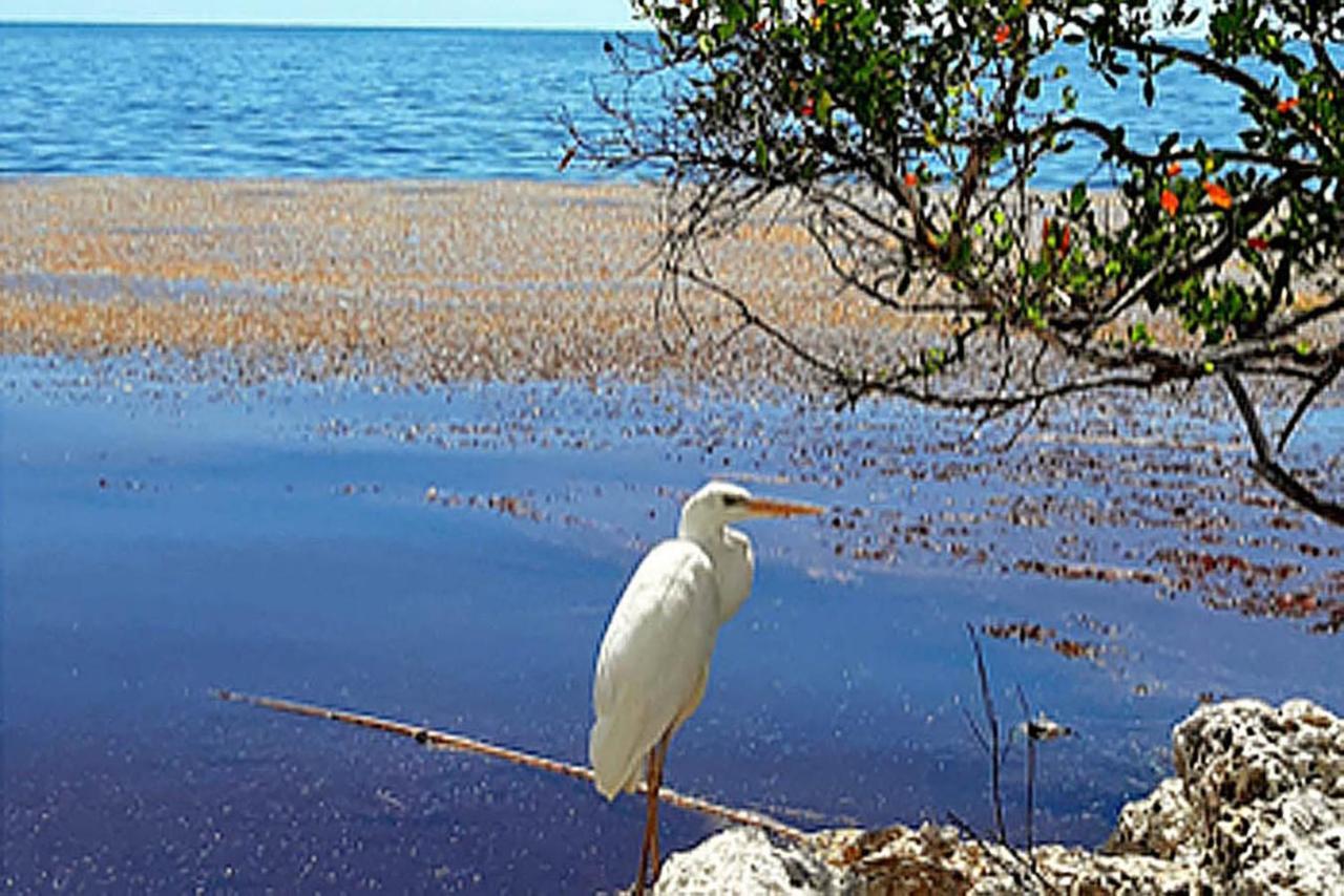 Sea Mist - Oceanfront-Lake-Kayak-Paddleboard-Bike Key Largo Extérieur photo