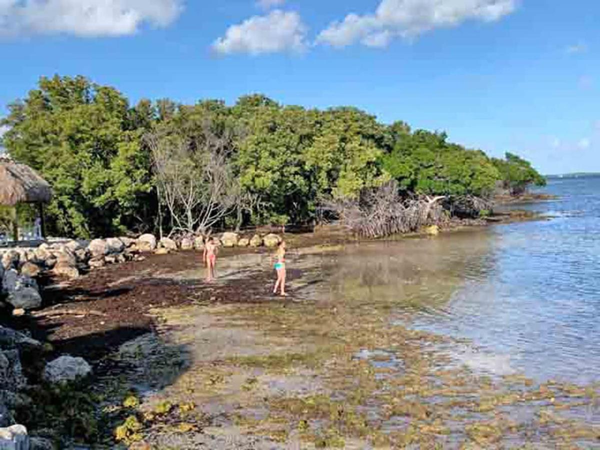 Sea Mist - Oceanfront-Lake-Kayak-Paddleboard-Bike Key Largo Extérieur photo